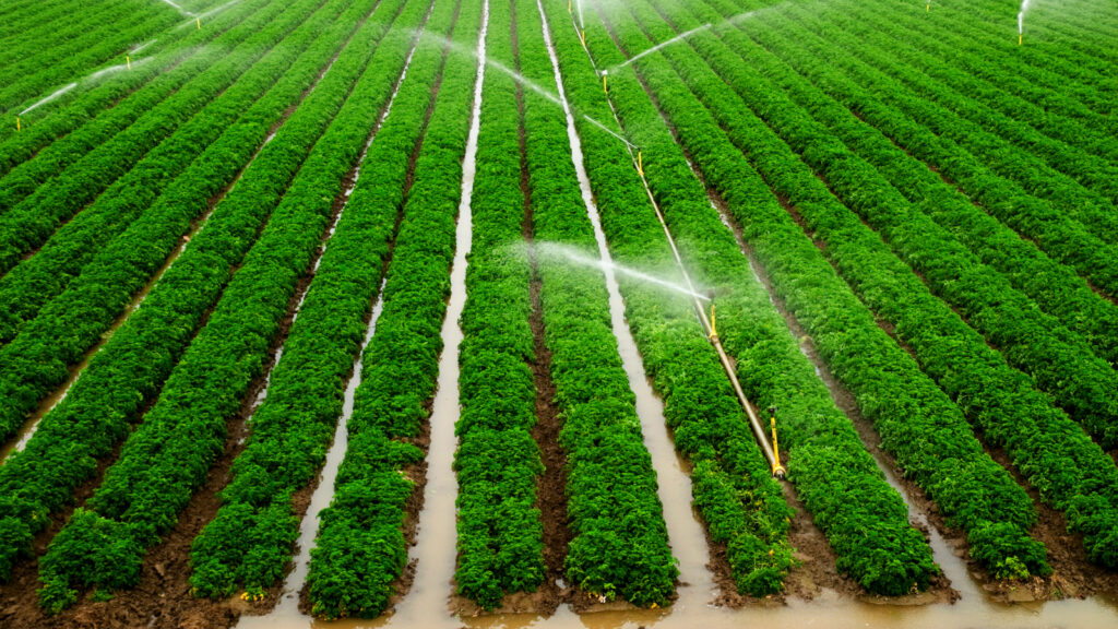 A leaky irrigation system