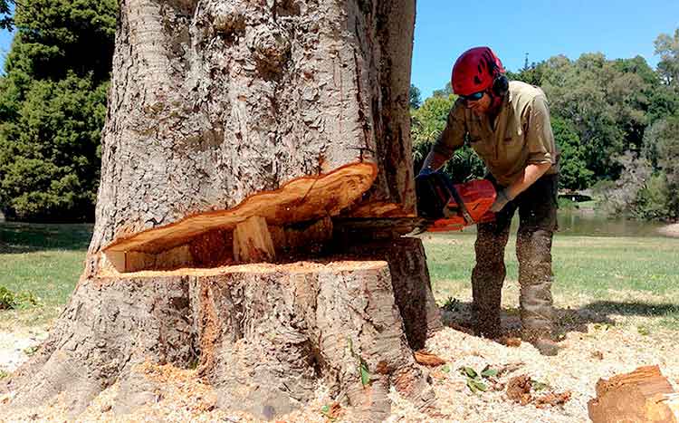 Tree Cutting