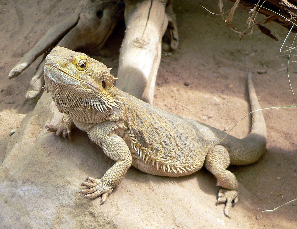 The Biggest Bearded Dragon In The World