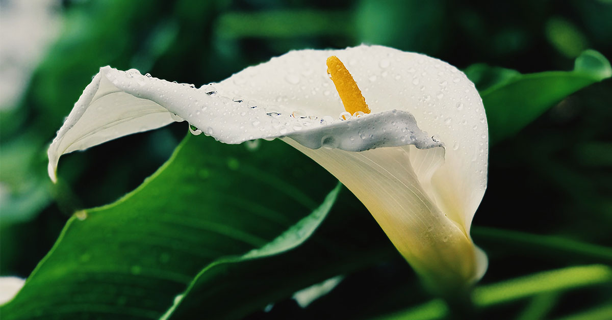 Why Are My Calla Lily Leaves Turning Yellow