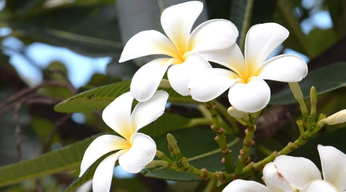 Flower With Yellow Center And White Petals